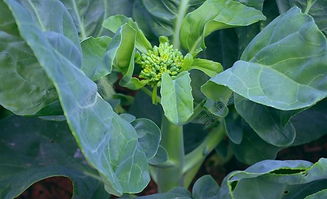 綠色蔬菜 芥蘭圖片高清圖片免費(fèi)下載 jpg格式 編號15393052 千圖網(wǎng)